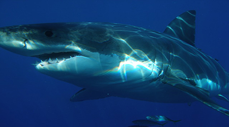 backing up a server - shark swimming
